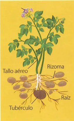Figura 4 de Ciencias Naturales · 7 EGB · 2024