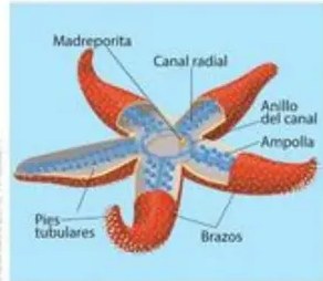 Cuadrícula de fotografías de invertebrados (escarabajo, abeja, cangrejo, estrella, caracol, lombriz, medusa) con marcas X.