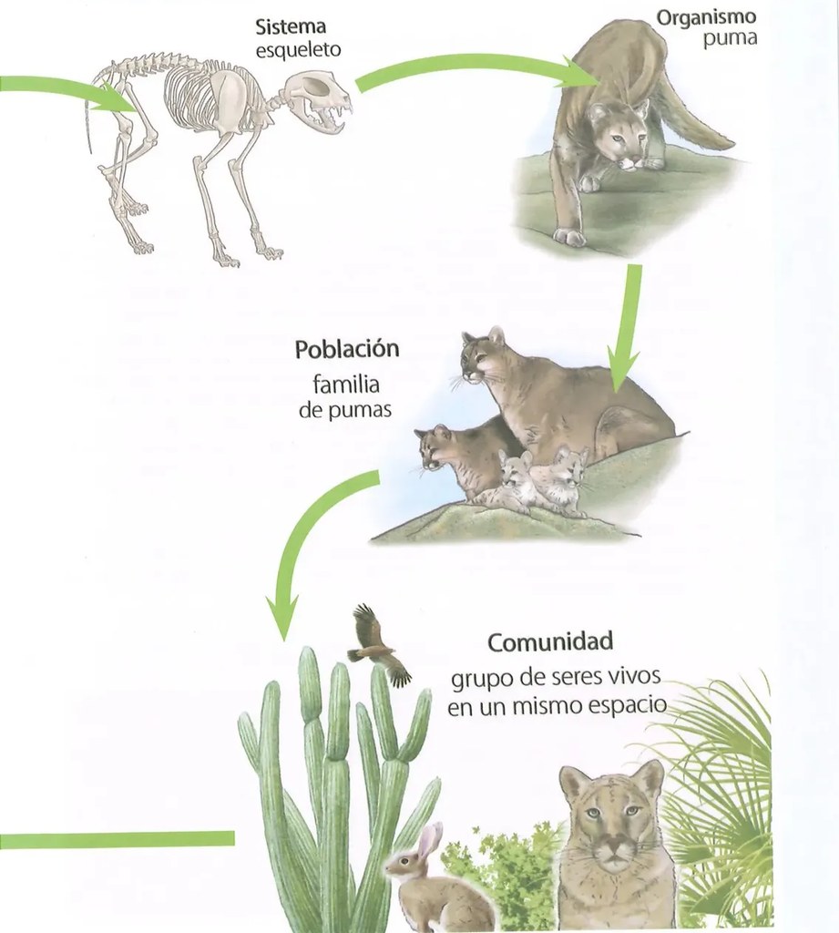 Figura 2 de Ciencias Naturales · 8 EGB · 2025