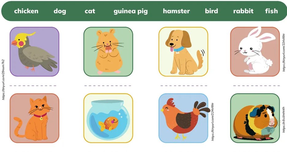 Cuatro recuadros con animales para la actividad de mascotas exóticas: pájaro, gallo, gato, perro.