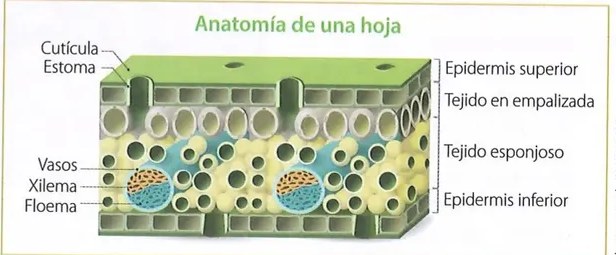 Figura 4 de Ciencias Naturales · 10 EGB · 2024