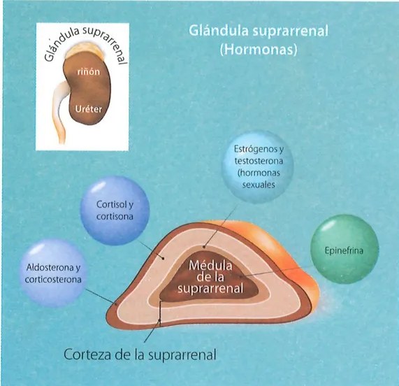 Figura 3 de Ciencias Naturales · 7 EGB · 2024