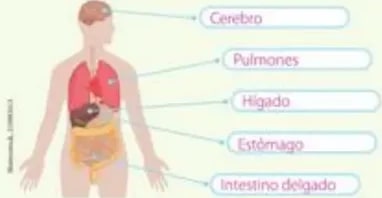 Imágenes de surtidor de gasolina, bombillas y aerogeneradores.