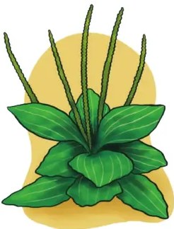 Ilustración de la Santa María: dos hojas verdes redondeadas con nervaduras visibles y un tallo verde.