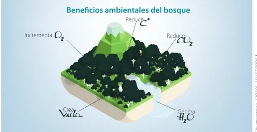 Figura 3 de Ciencias Naturales · 6 EGB · 2025