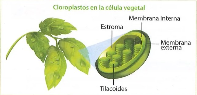 Figura 3 de Ciencias Naturales · 9 EGB · 2024