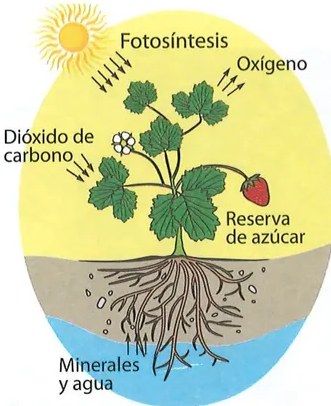 Figura 5 de Ciencias Naturales · 7 EGB · 2024