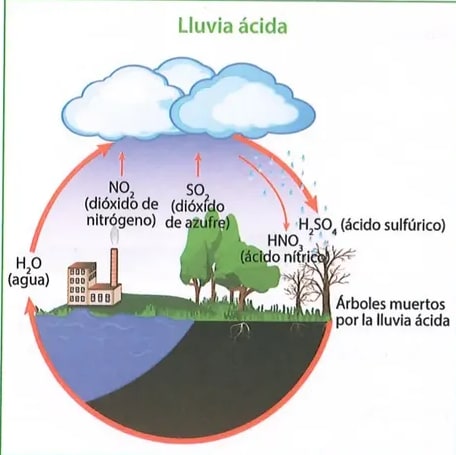 Figura 1 de Ciencias Naturales · 8 EGB · 2025
