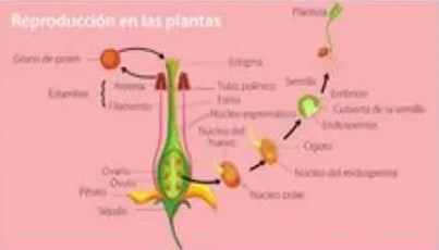 Ciclo reproductivo de una gimnosperma (pino) con conos masculino y femenino.