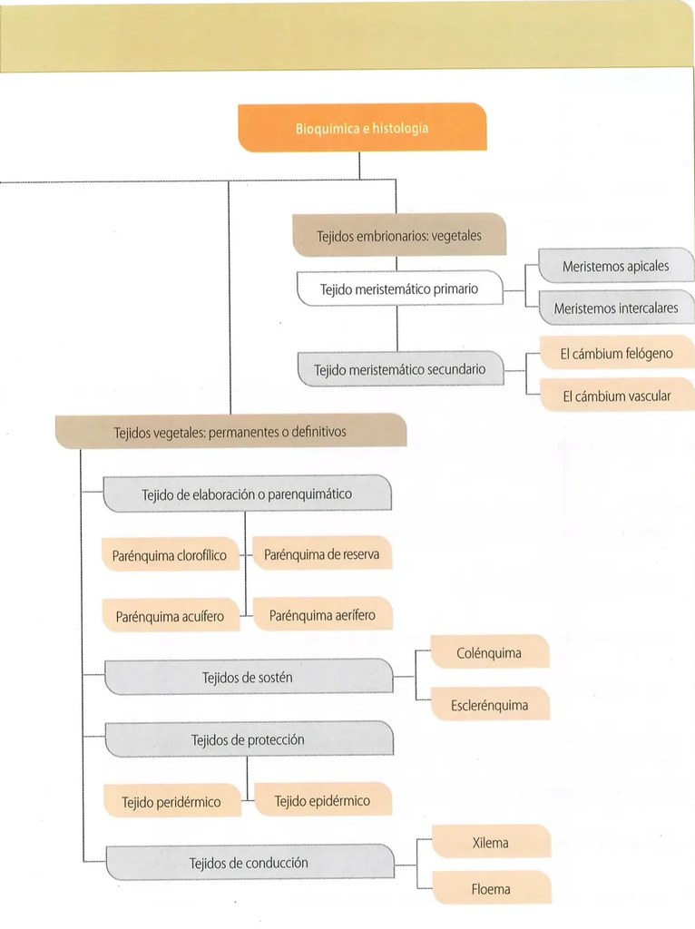Figura 2 de Ciencias Naturales · 10 EGB · 2024