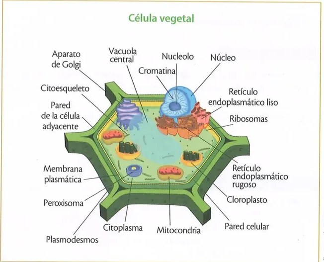 Figura 3 de Ciencias Naturales · 10 EGB · 2024
