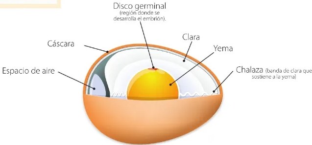 Figura 3 de Ciencias Naturales · 6 EGB · 2025