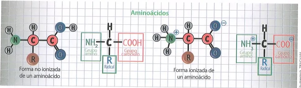 Figura 2 de Ciencias Naturales · 10 EGB · 2024