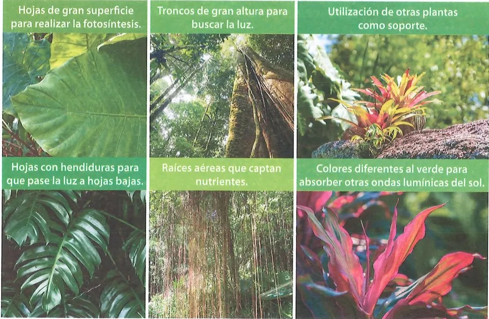 Figura 3 de Ciencias Naturales · 7 EGB · 2024