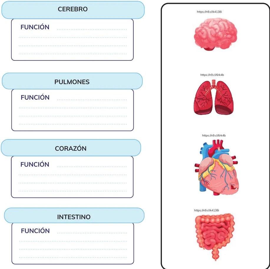 Figura 2 de Biologia · 3ro BGU · 2024