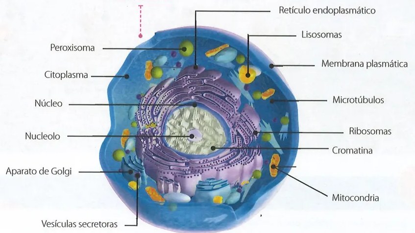 Figura 4 de Ciencias Naturales · 9 EGB · 2024
