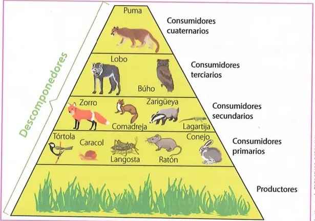 Figura 3 de Ciencias Naturales · 8 EGB · 2025