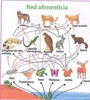 Figura 3 de Ciencias Naturales · 8 EGB · 2025