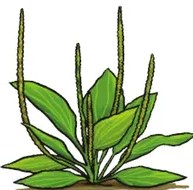 Ilustración de la sábila/aloe: hojas carnosas verdes en roseta, con espinas en los bordes y unas flores rojo-anaranjadas saliendo de la base.