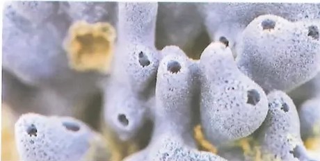 Figura 4 de Ciencias Naturales · 8 EGB · 2025