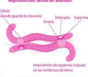 Diagrama de Venn coloreado comparando platelmintos y nematelmintos.