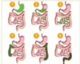 Anatomía del hígado con vesícula biliar y conducto biliar.
