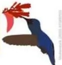 Ilustración de un pájaro (tucan)