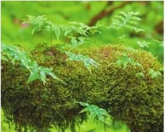 Fotografía de helechos y musgo epífitos en Bosque Nublado, Parque Nacional Podocarpus (Loja). Pie de foto: 'Helechos y musgo epífitos. Bosque Nublado, Parque Nacional Podocarpus (Loja).'