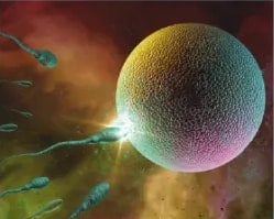 Fotografía microscópica de óvulo con espermatozoides junto a Unidad 3.