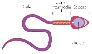 Figura 1 de Ciencias Naturales · 6 EGB · 2025