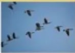 Aves migratorias en formación V en el cielo.