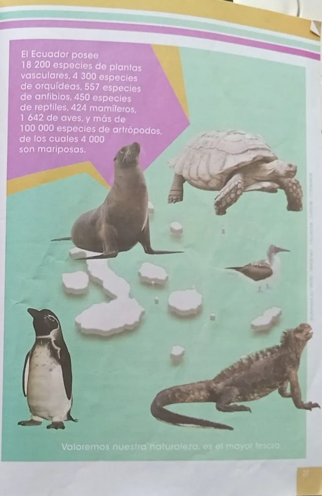 Fotomontaje de fauna de Galápagos: lobo marino, tortuga gigante, piquero, iguana marina, pingüino de Galápagos.