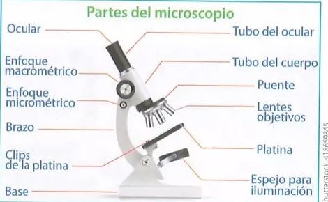 Figura 3 de Ciencias Naturales · 8 EGB · 2025