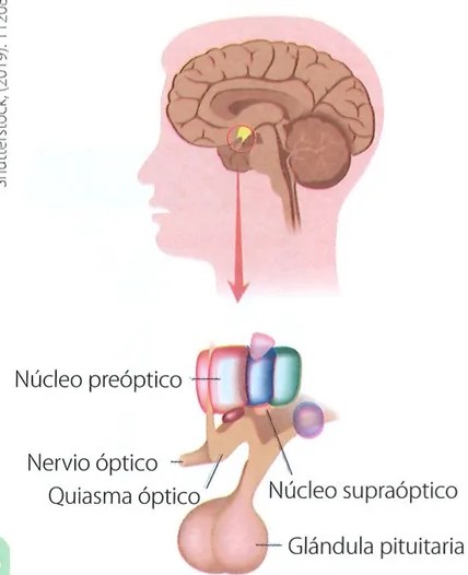 Figura 3 de Ciencias Naturales · 7 EGB · 2024