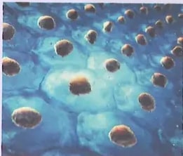Figura 2 de Ciencias Naturales · 8 EGB · 2025