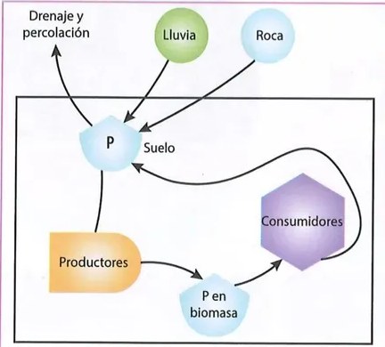 Figura 3 de Ciencias Naturales · 8 EGB · 2025