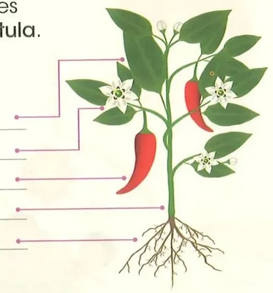 Figura 1 de Ciencias Naturales · 2 EGB · 2025