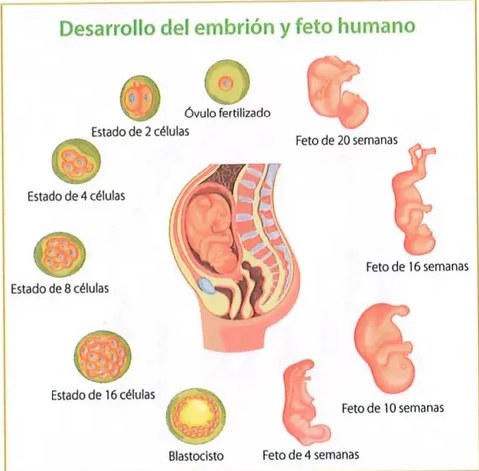 Figura 3 de Ciencias Naturales · 8 EGB · 2025