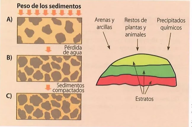 Figura 4 de Ciencias Naturales · 10 EGB · 2024