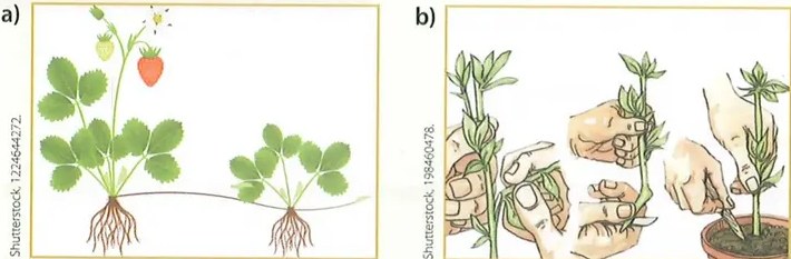 Figura 2 de Ciencias Naturales · 8 EGB · 2025
