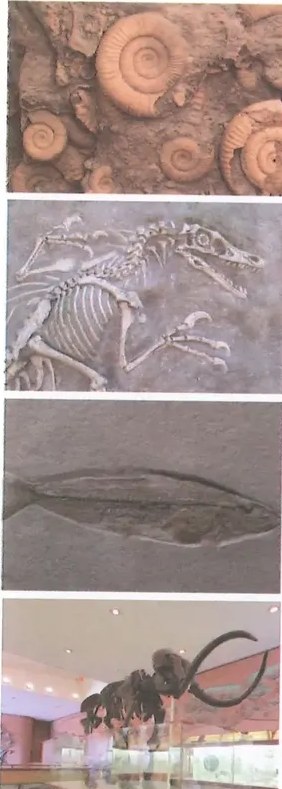 Fósil de velociraptor (dinosaurio del Cretácico)