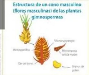 Ciclo reproductivo de una gimnosperma (pino) con conos masculino y femenino.