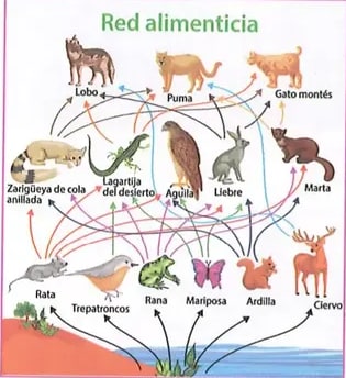 Figura 2 de Ciencias Naturales · 8 EGB · 2025