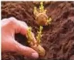 Figura 8 de Ciencias Naturales · 5 EGB · 2024
