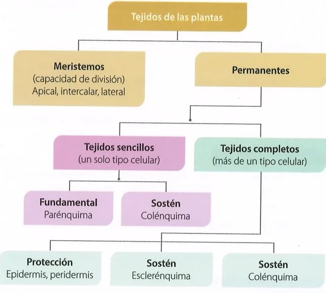 Figura 6 de Ciencias Naturales · 10 EGB · 2024