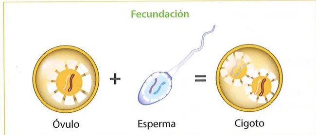 Figura 3 de Ciencias Naturales · 9 EGB · 2024