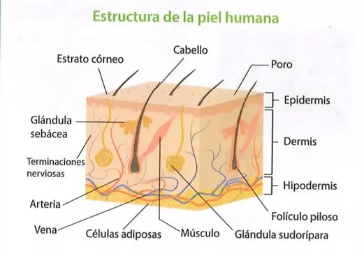 Figura 1 de Ciencias Naturales · 8 EGB · 2025
