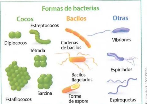Figura 2 de Ciencias Naturales · 8 EGB · 2025