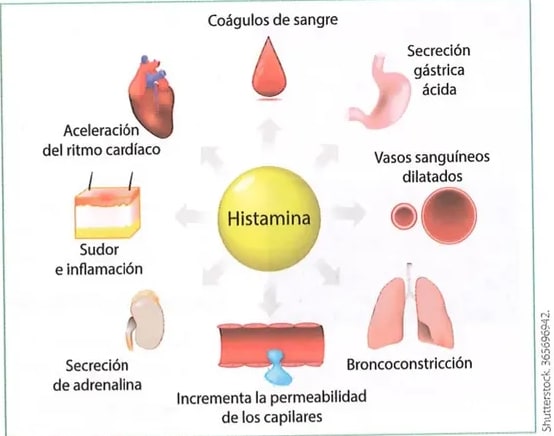 Figura 1 de Ciencias Naturales · 8 EGB · 2025