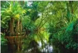 Bosque húmedo tropical en Parque Nacional Yasuní.